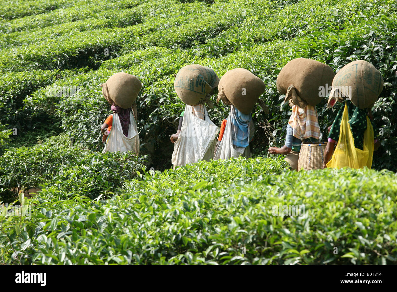 Les femmes qui travaillent à la plantation de thé Banque D'Images
