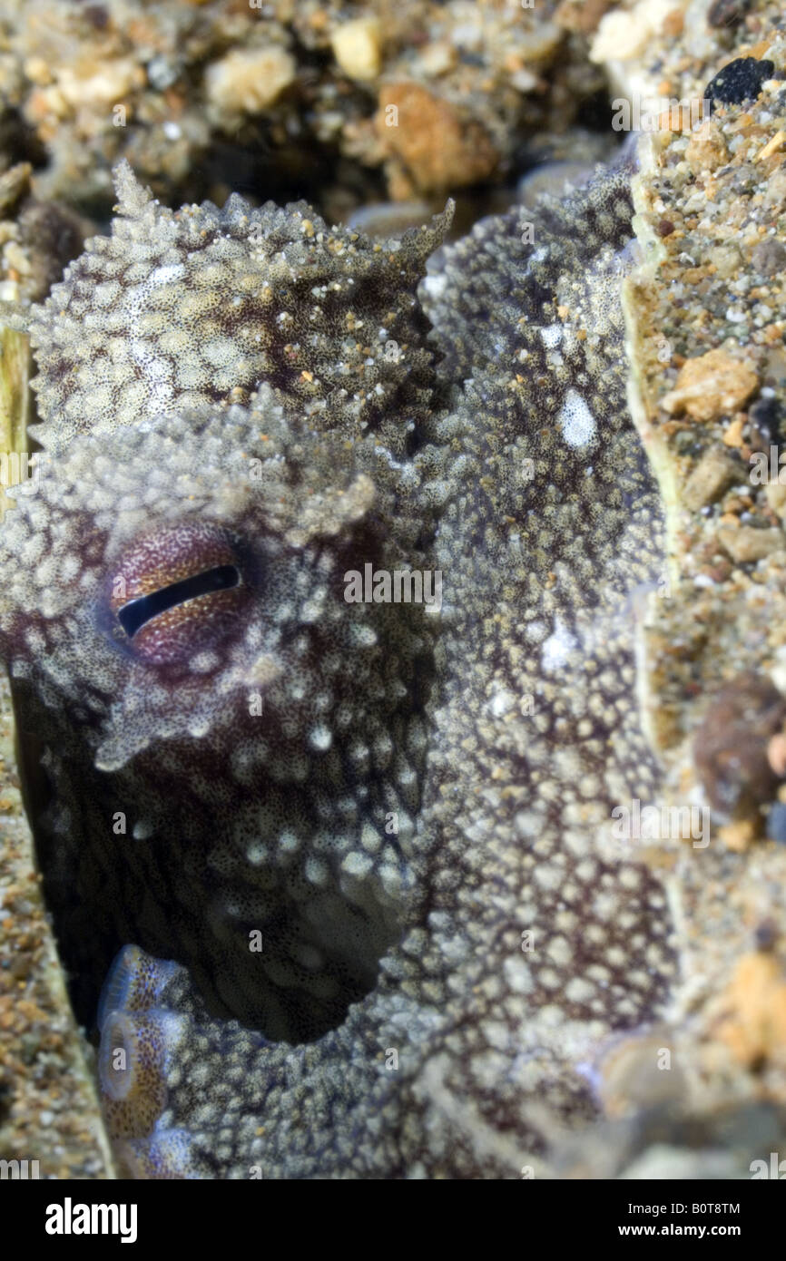 Le poulpe se cachant dans un shell sur le fond de sable sous l'eau Banque D'Images
