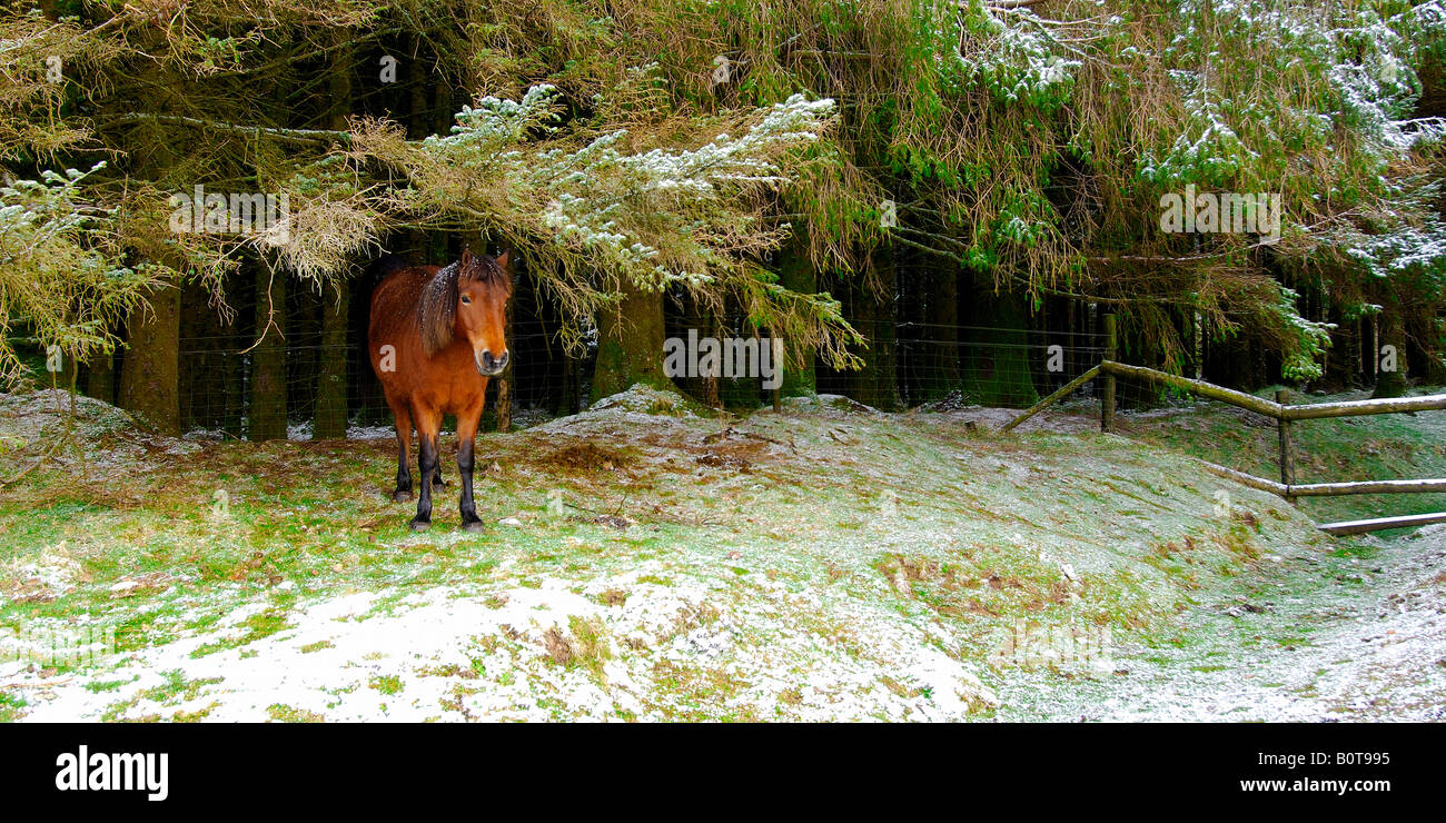 Un seul Poney Dartmoor brun foncé avec de la neige sur sa mise à l'abri de la crinière de chute de neige dans certaines branches en surplomb Banque D'Images