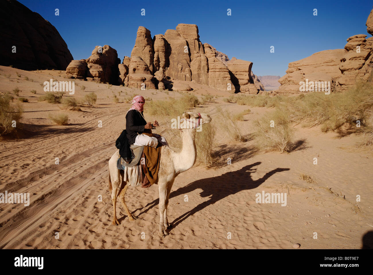 Sur bédouin chameau dans désert du Wadi Rum Jordanie Saoudite Banque D'Images