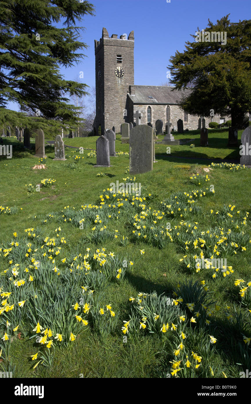 Les jonquilles sauvages Narcissus pseudonarcissus variété indigène en cimetière Lake District au printemps Cumbria UK Banque D'Images