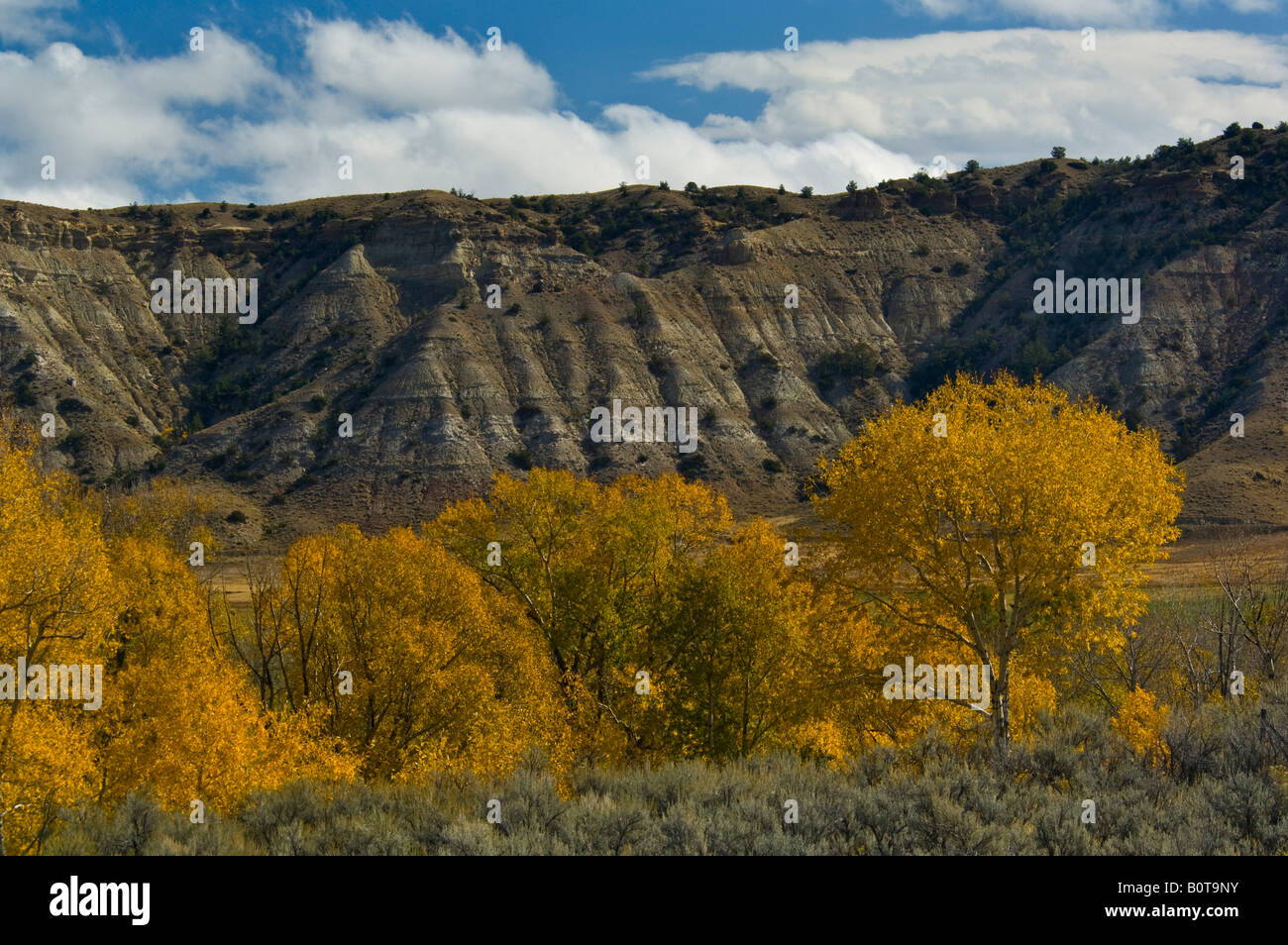 Couleurs d'automne sur les arbres ci-dessous butte le long de la route panoramique 120 près de Cody Wyoming Banque D'Images