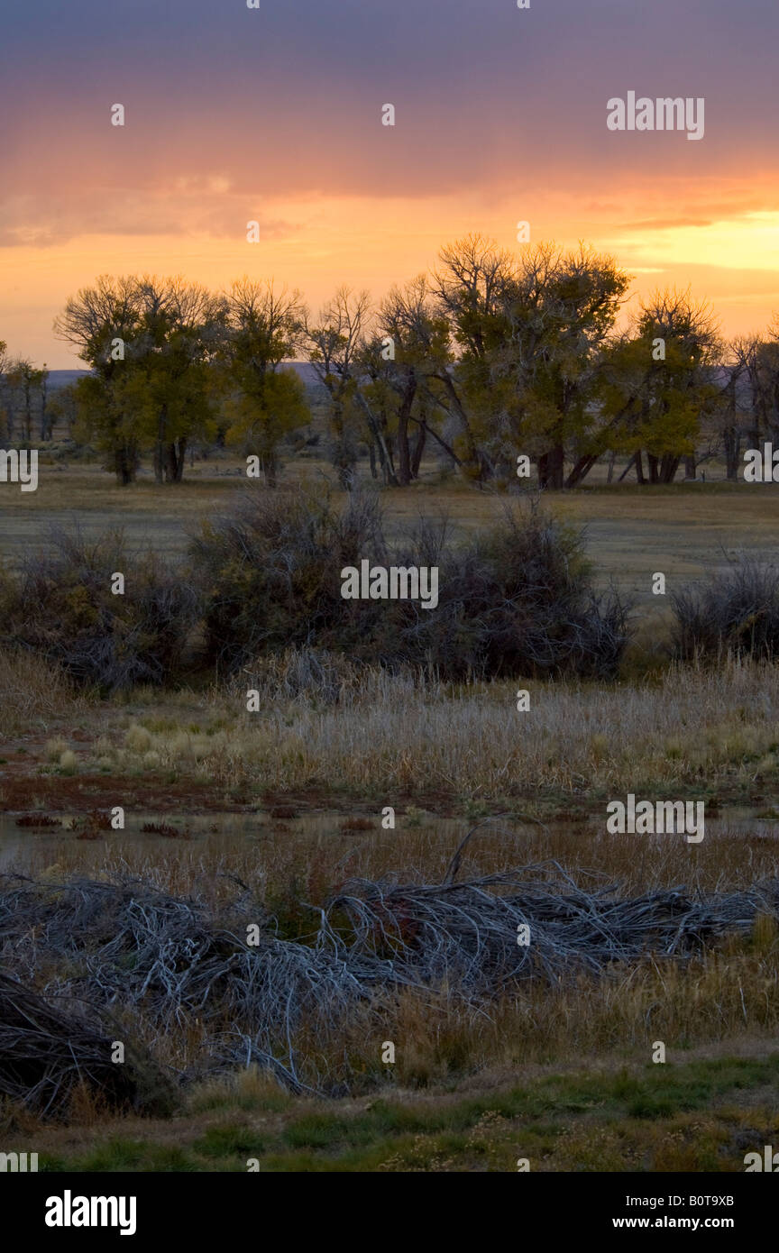 Stormy sunset over peupliers en automne Seedskadee National Wildlife Refuge Wyoming Banque D'Images