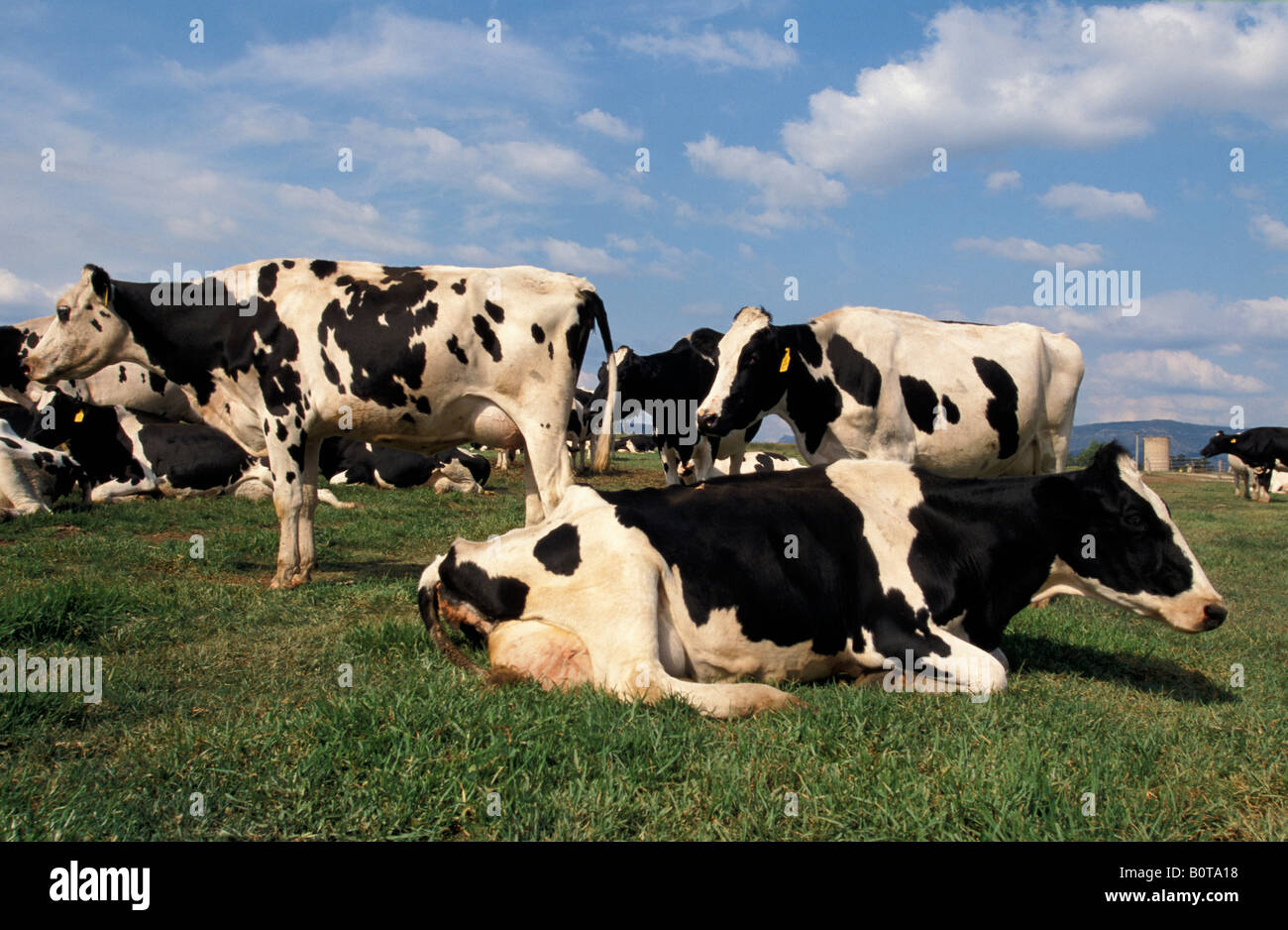 Les vaches laitières Holstein Nouvelles Galles du Sud en Australie Banque D'Images