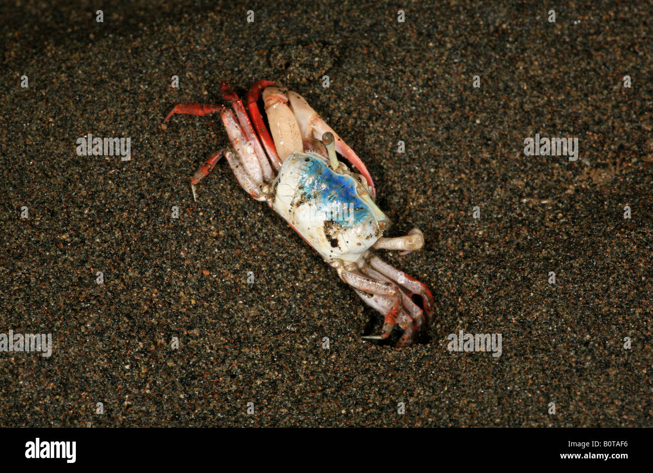 Le crabe sur la plage El dans la rétention Herrera province sur la côte pacifique de République du Panama Banque D'Images