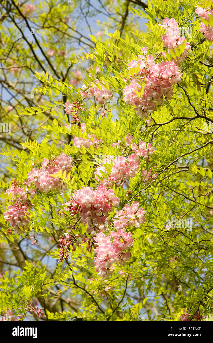 Fleurs roses et de nouvelles feuilles au printemps de faux acacia Robinia pseudoacacia Decaisneana contre un ciel bleu au soleil Banque D'Images