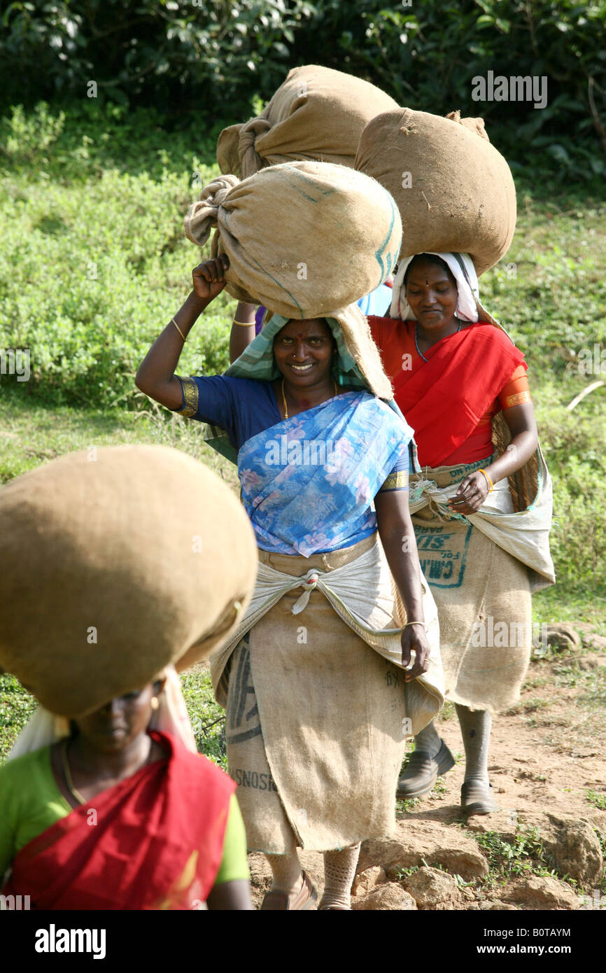 Travailleurs d'une plantation de thé du Kerala Banque D'Images