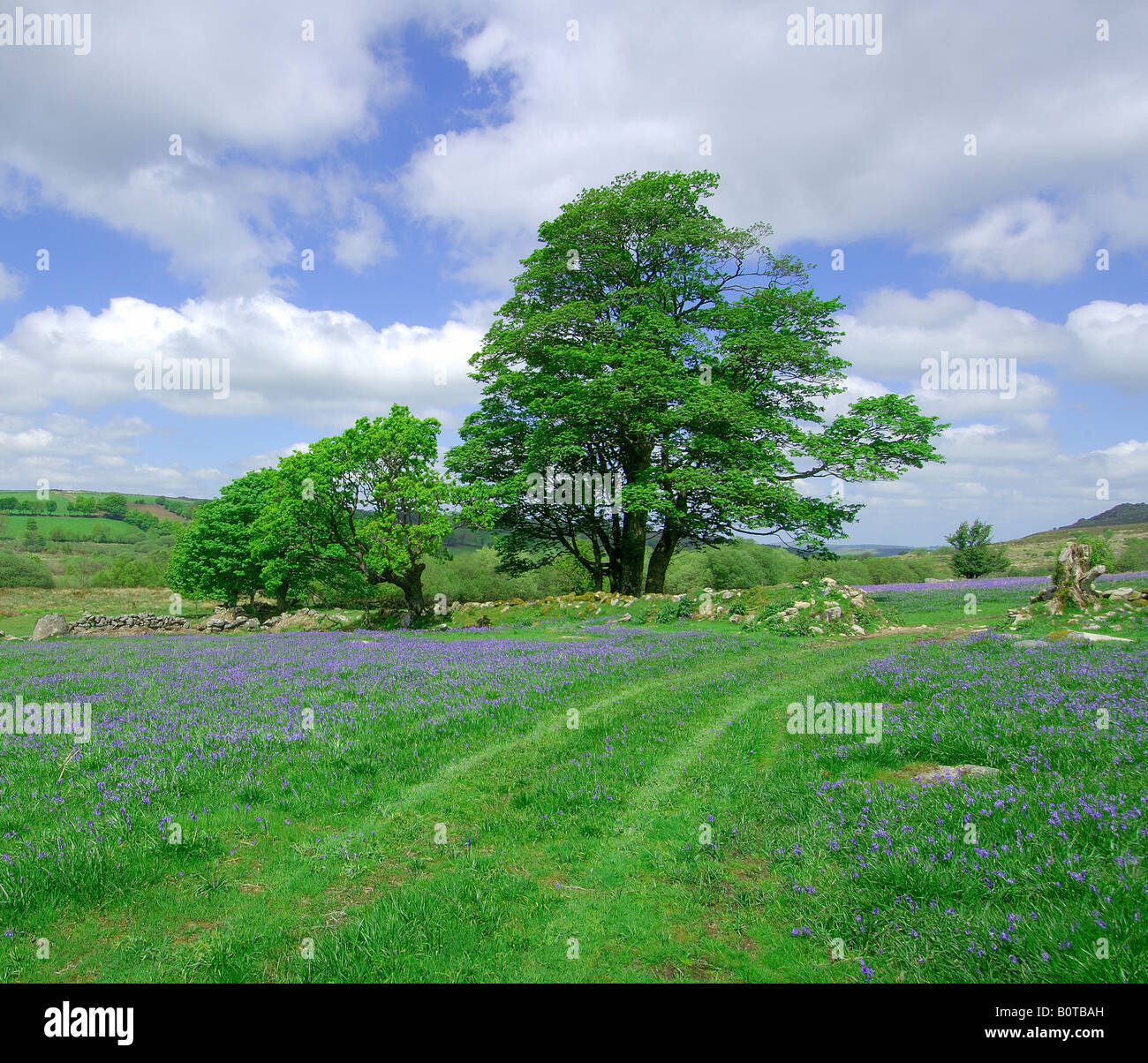 Une ferme la voie à Dartmoor National Park Devon, Angleterre conduisant via une passerelle dans le mur de pierre avec des jacinthes sauvages Banque D'Images