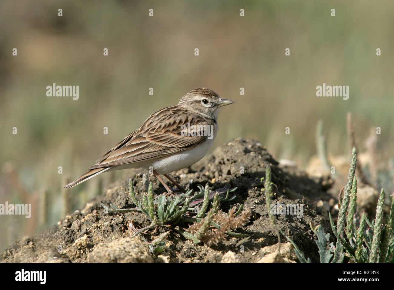 Embout court lark Calandrella brachydactyla Espagne printemps Banque D'Images