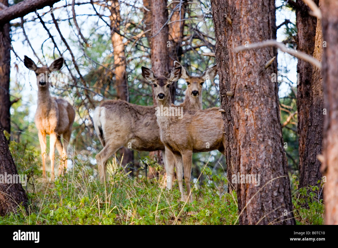 Beau cerf dans le Rocky Mountain printemps en quête de nourriture dans le désert du Colorado. Banque D'Images