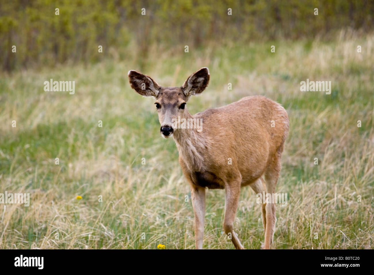 Beau cerf dans le Rocky Mountain printemps en quête de nourriture dans le désert du Colorado. Banque D'Images