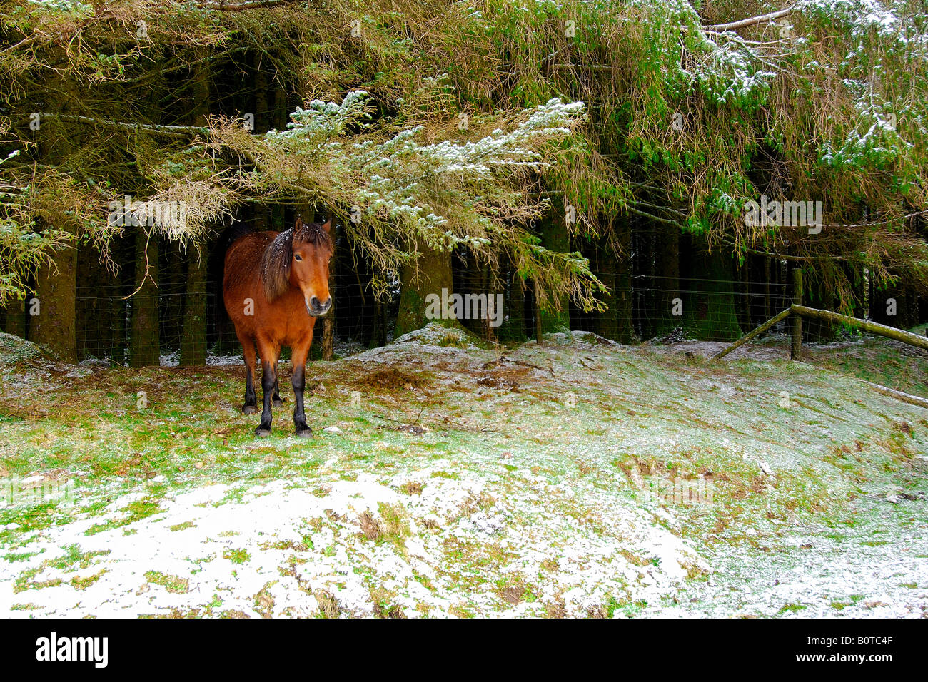 Un seul Poney Dartmoor brun foncé avec de la neige sur sa mise à l'abri de la crinière de chute de neige dans certaines branches en surplomb Banque D'Images