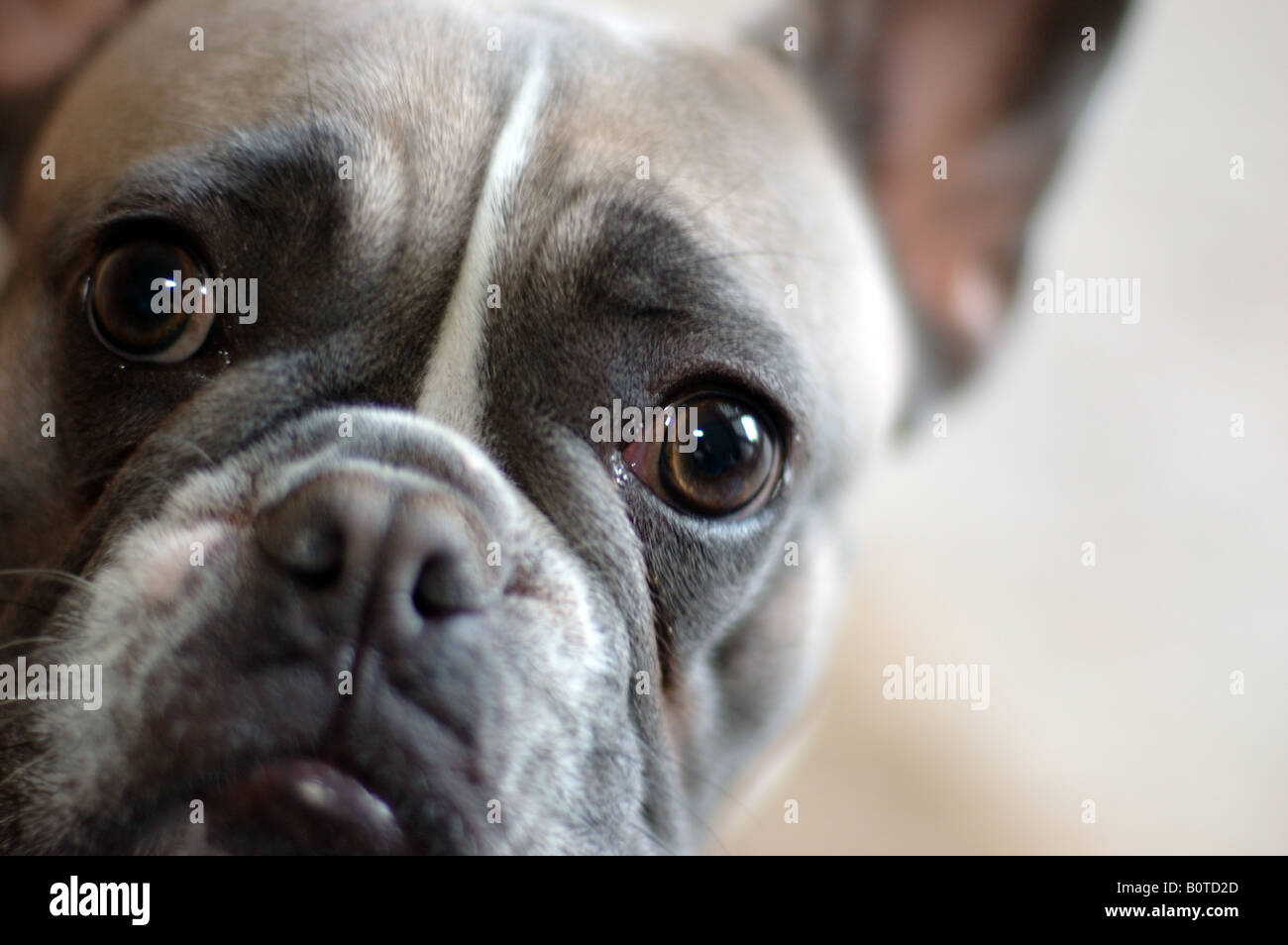 Portrait d'un bouledogue français. Banque D'Images