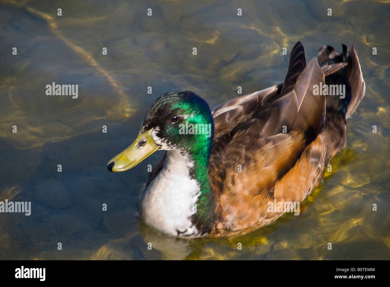 - Peut-être un canard d'ornement Mallard Cayuga Banque D'Images