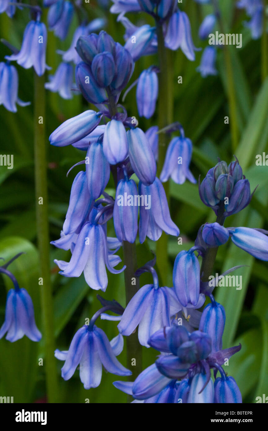 Printemps - Scilla ou Anglais Bluebell (S. nonscripta entre autres), aka : Squill Banque D'Images