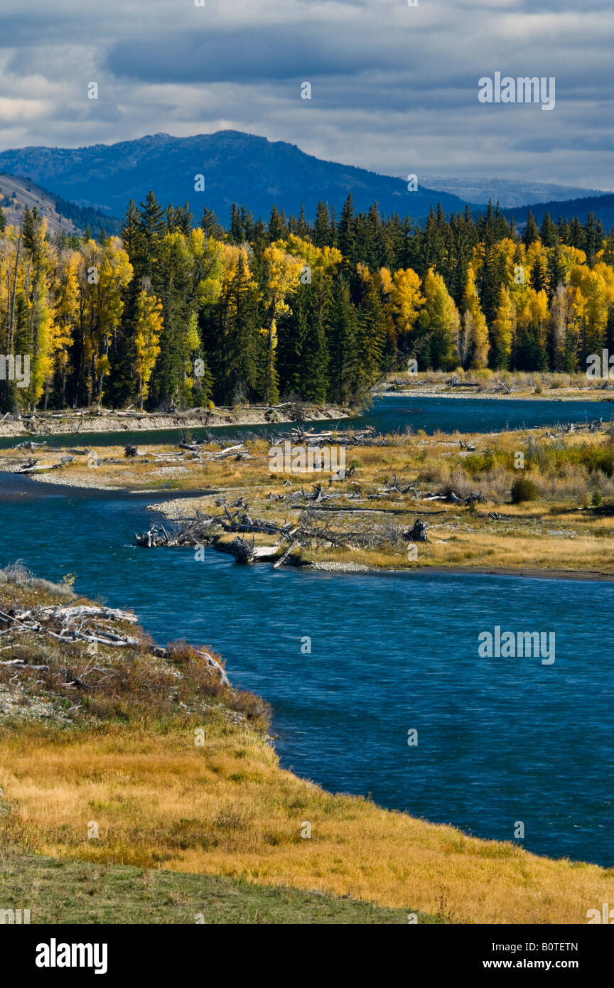 Couleurs d'automne sur le tremble et le peuplier arbres le long de la rivière Snake Parc National de Grand Teton Wyoming Banque D'Images