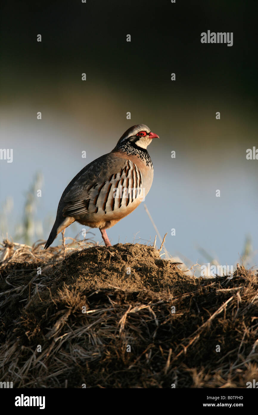 Pattes rouge partridge Alectoris rufa Espagne printemps Banque D'Images