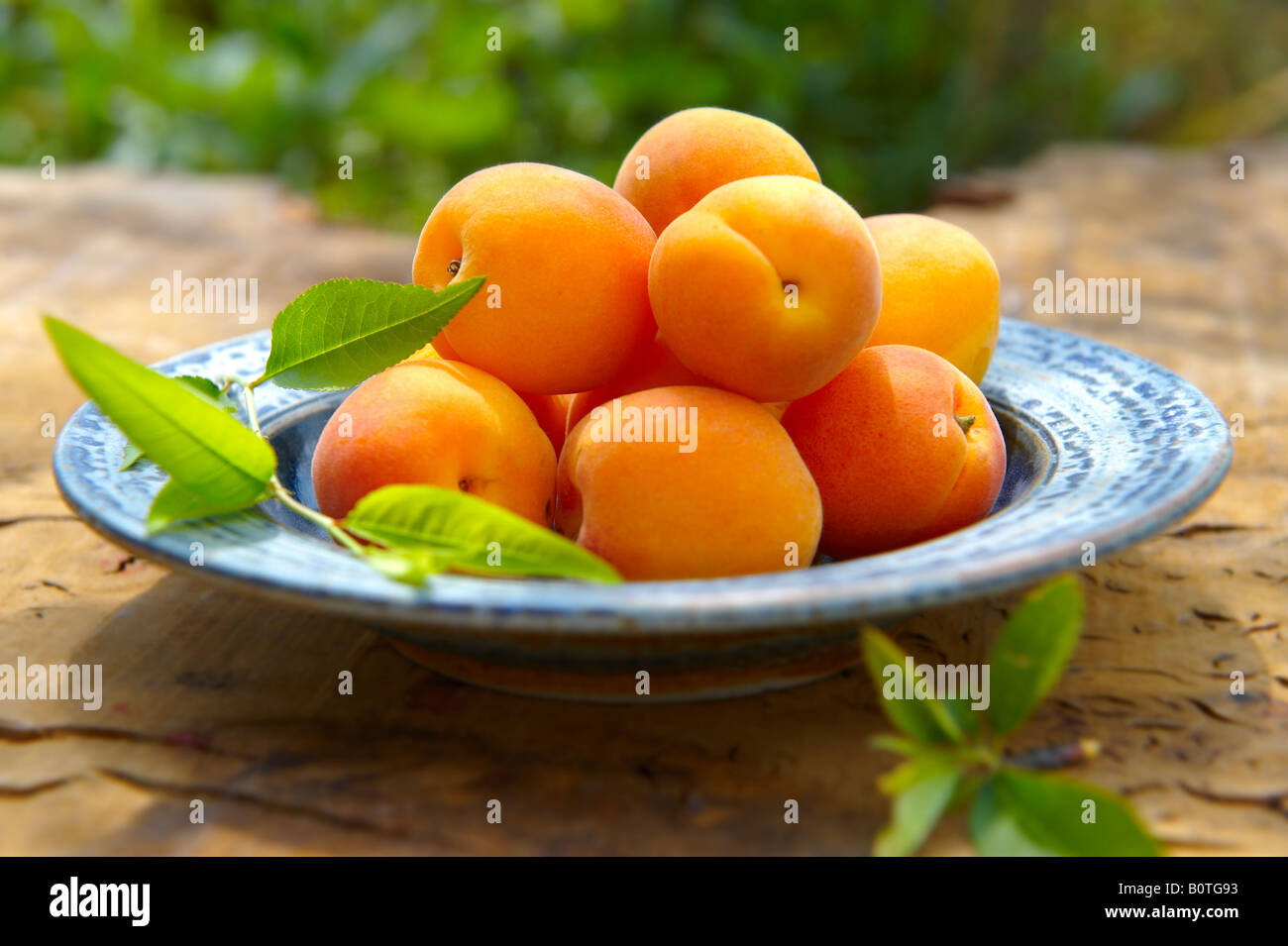 Abricot abricot frais bio Banque D'Images