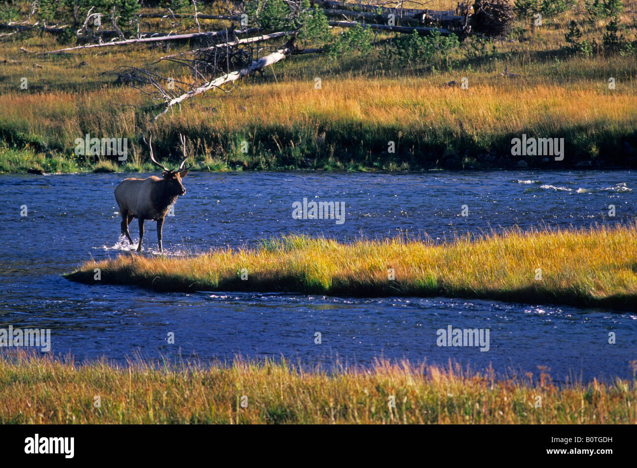 Bull Elk traversant la rivière Madison près de West Yellowstone Parc National de Yellowstone au Wyoming Banque D'Images