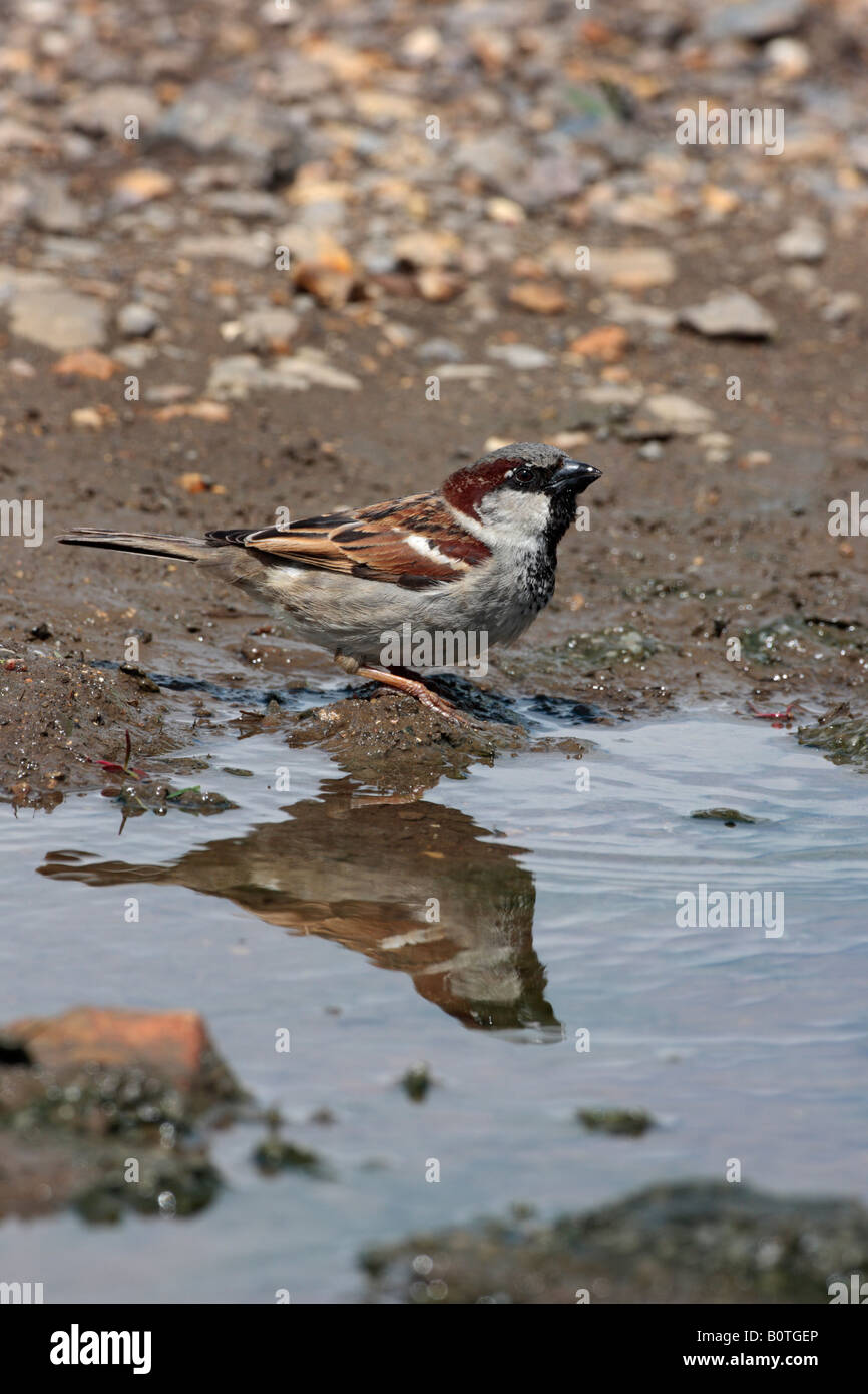 Moineau domestique Passer domesticus mâle en flaque d'eau potable avec la réflexion dans le Bedfordshire Sutton Banque D'Images