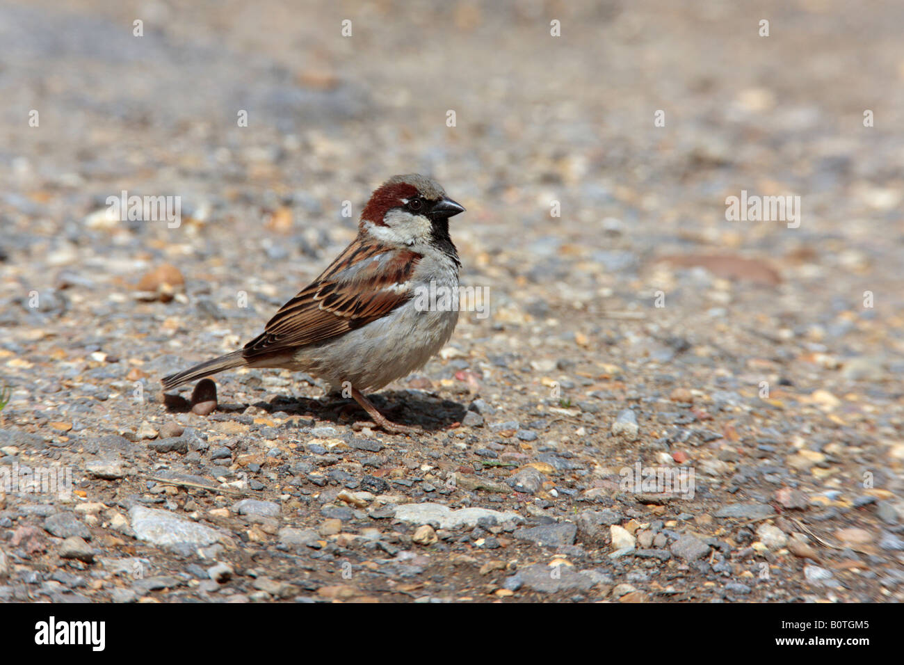 Moineau domestique Passer domesticus mâle debout sur la voie de la ferme à Sutton alerte Bedfordshire Banque D'Images