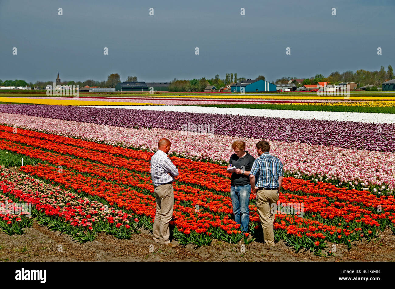 Pays-bas Hollande du Nord fleurs tulipes hollandaises bulbfields polder Anna  Paulowna Photo Stock - Alamy