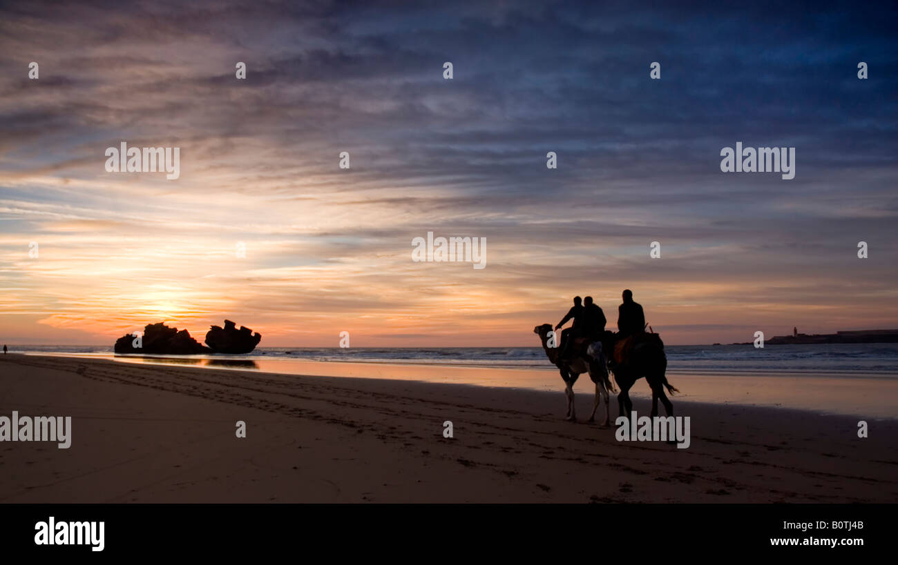 Balades chameaux sur le sable avec le soleil couchant à Essaouira, Maroc Banque D'Images