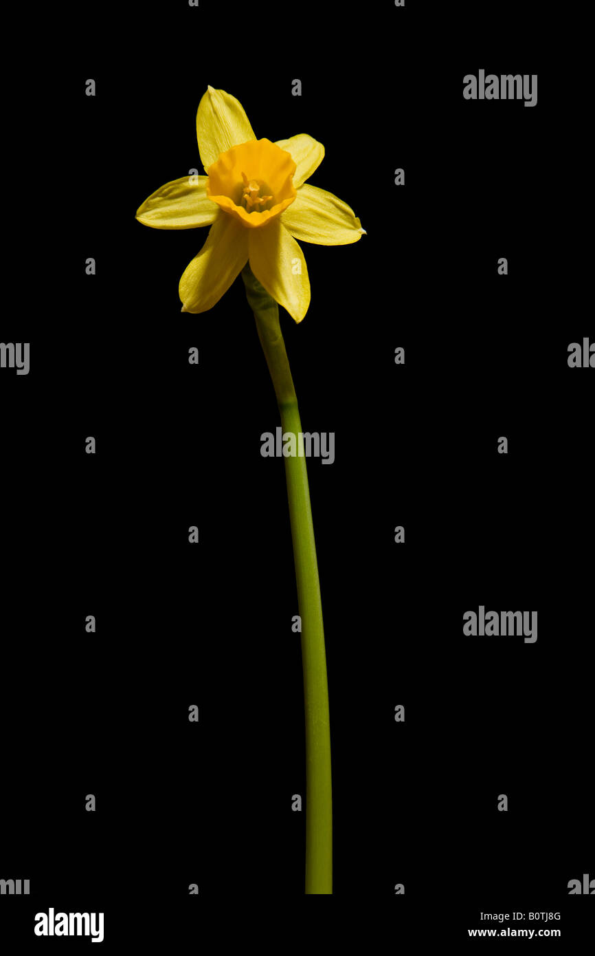 Fleur miniature (Narcissus) studio allumé sur un fond noir Banque D'Images
