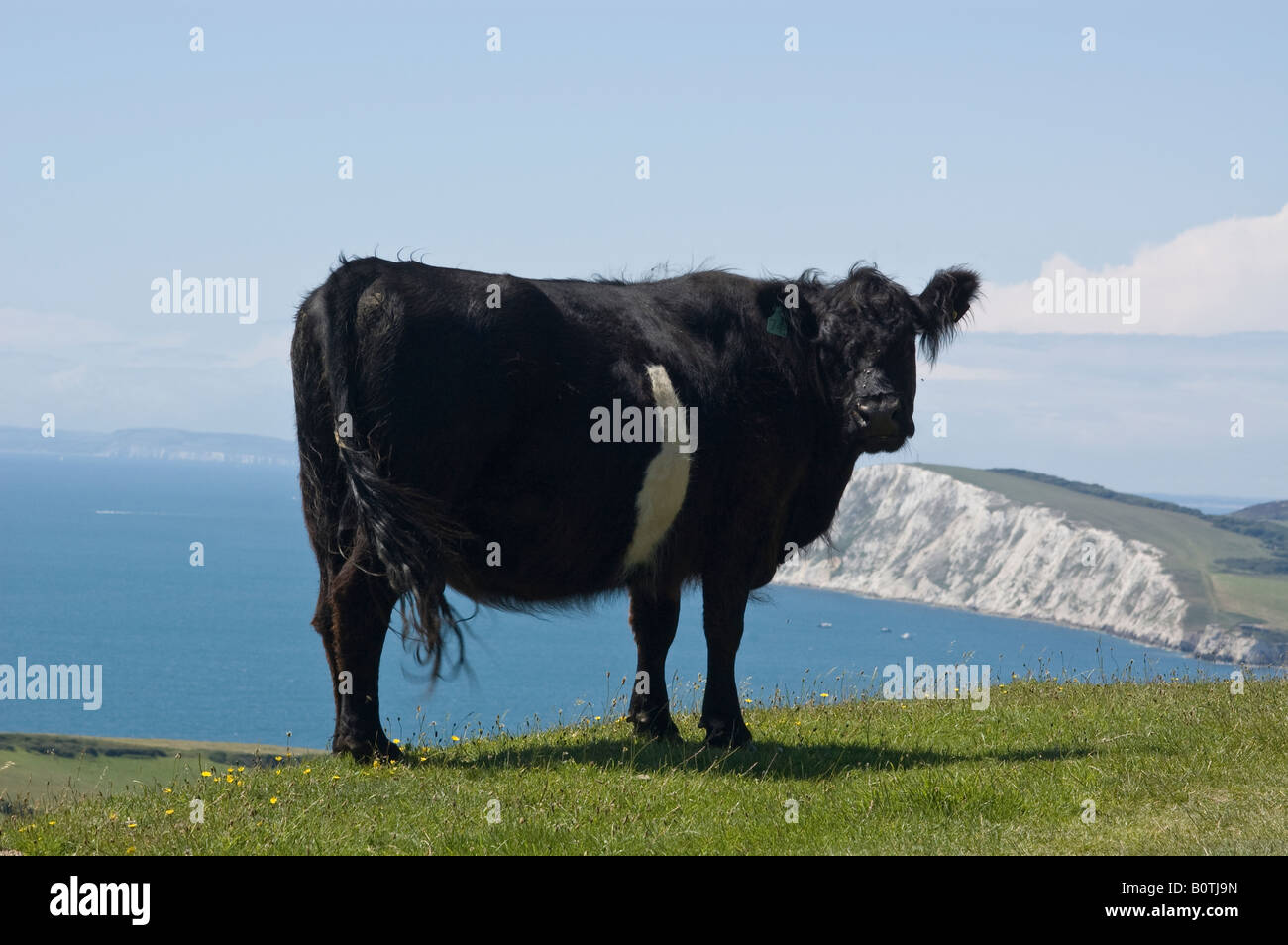 Une vache debout sur une colline avec vue sur la mer et les falaises en toile de fond Banque D'Images