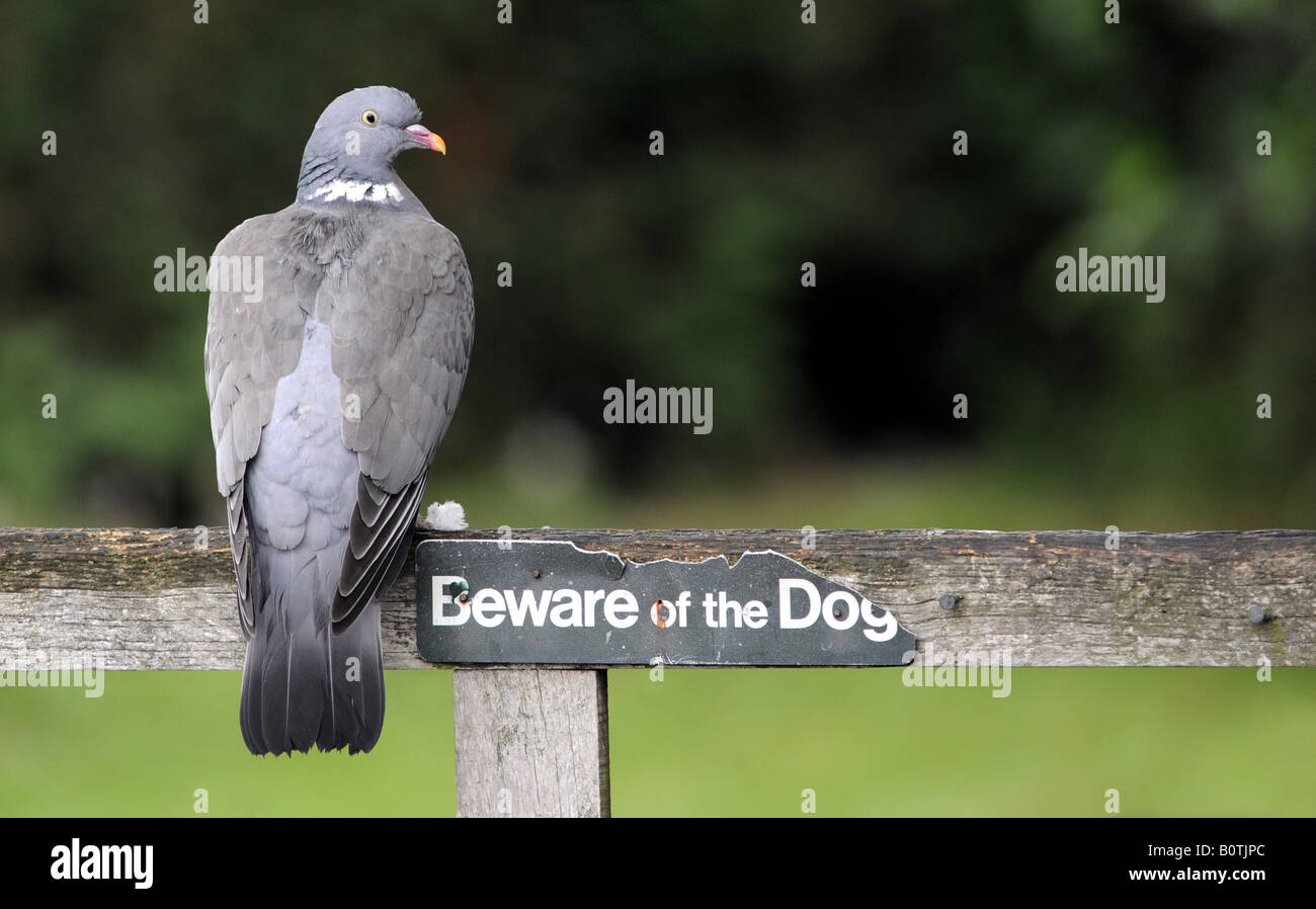 Un pigeon ramier AVEC MÉFIEZ-VOUS DU CHIEN SIGN.UK. Banque D'Images