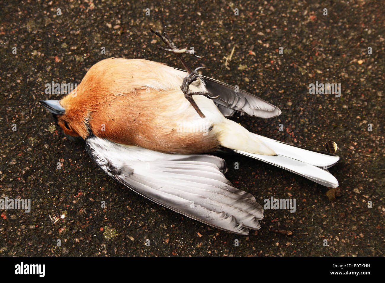 Oiseau mort Banque D'Images