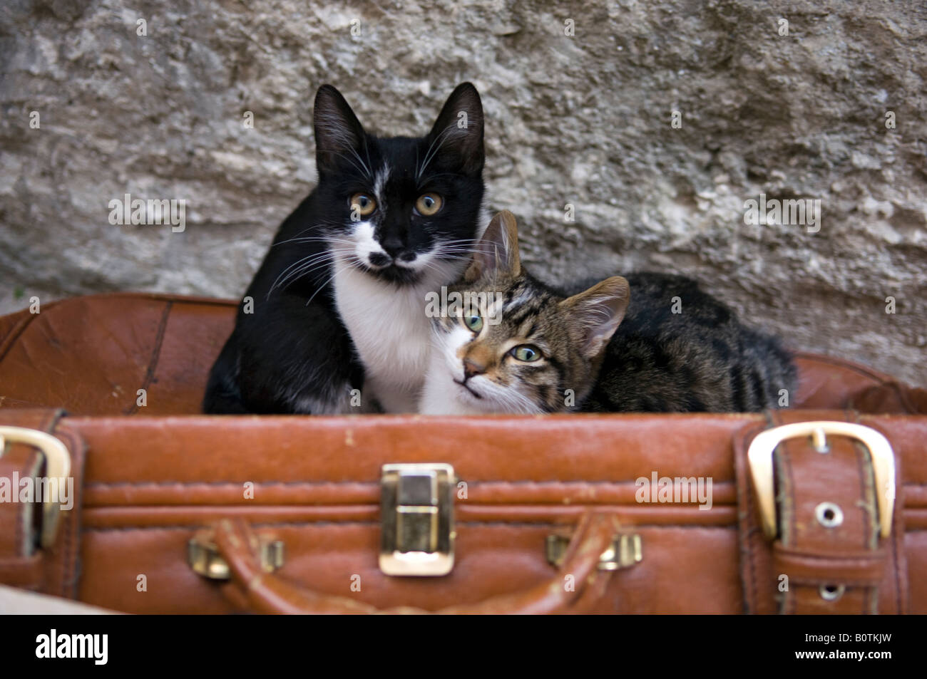 Deux chats errants dans une vieille valise en cuir, Dubrovnik, Croatie Banque D'Images