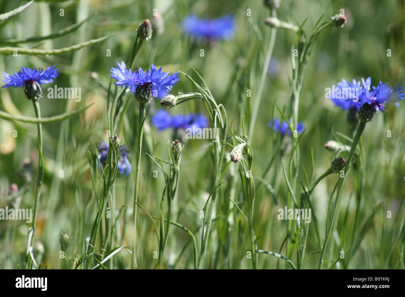 Démaquillantes ou un baccalauréat ou bouton panier de fleurs dans un champ - Centaurea cyanus Banque D'Images