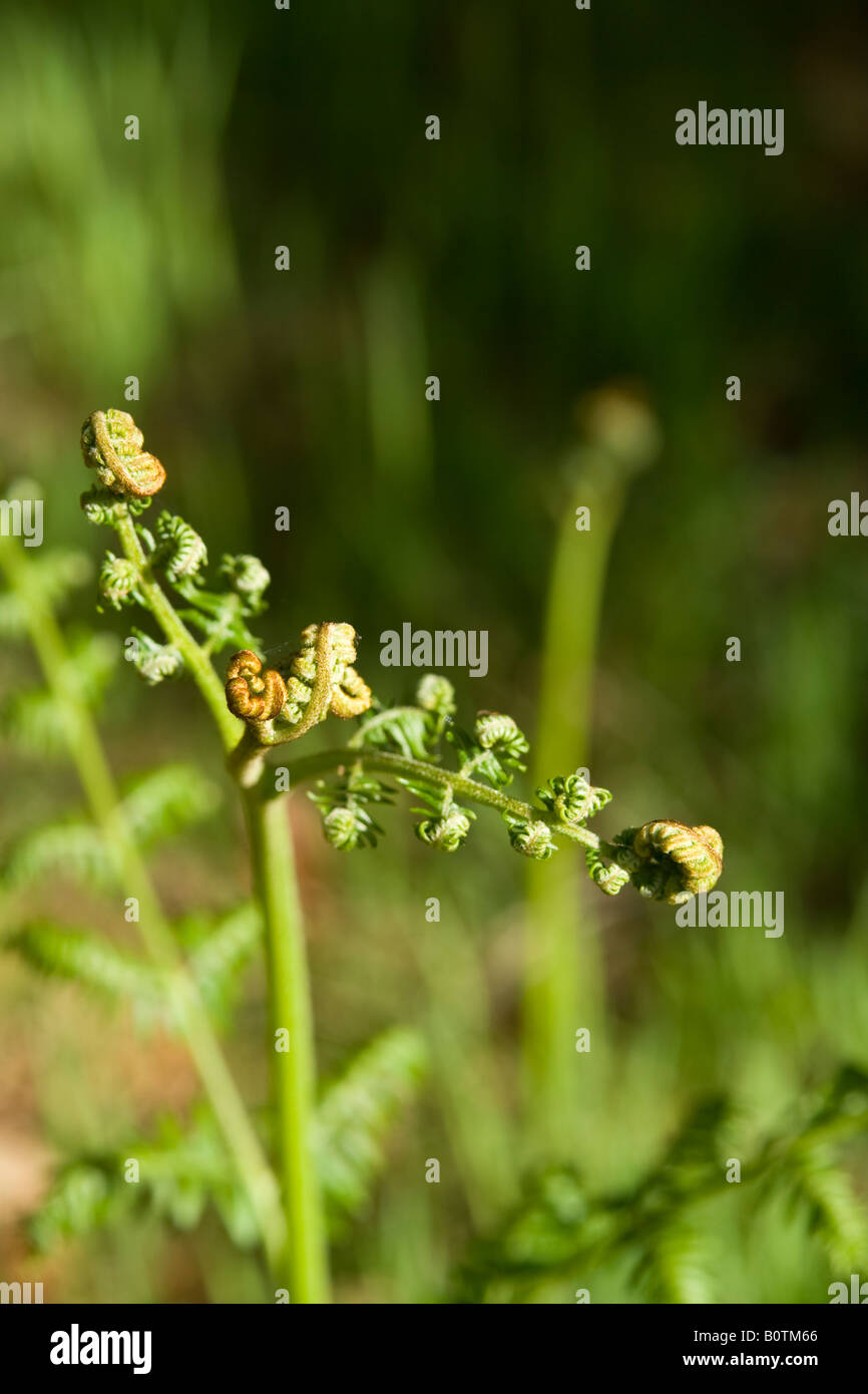 Close-up of a young fern leaf, UK. Banque D'Images