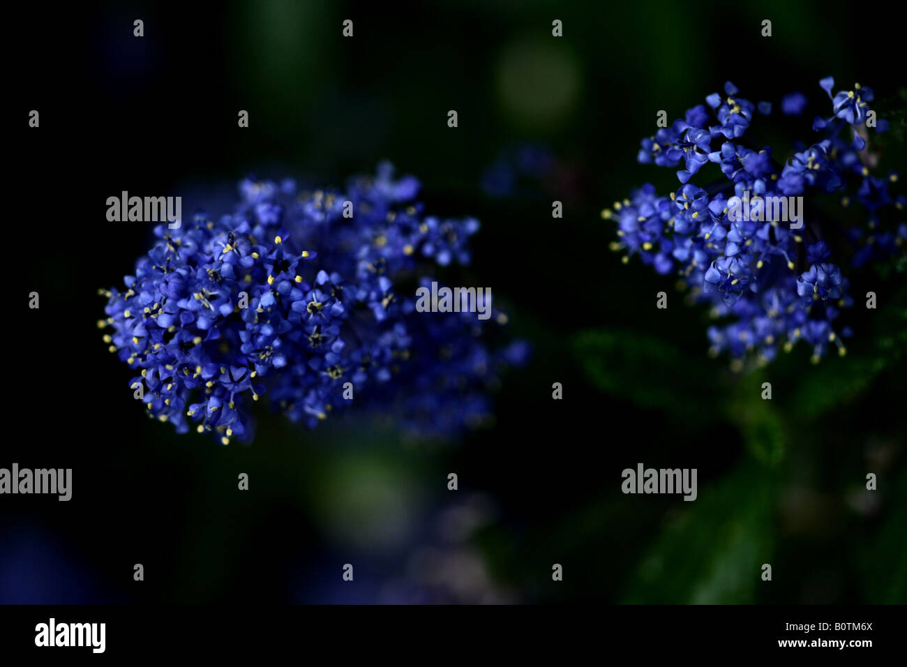 Lilas de Californie (Ceanothus ) Banque D'Images Lilas de Californie (Ceanothus ) Banque D'Images