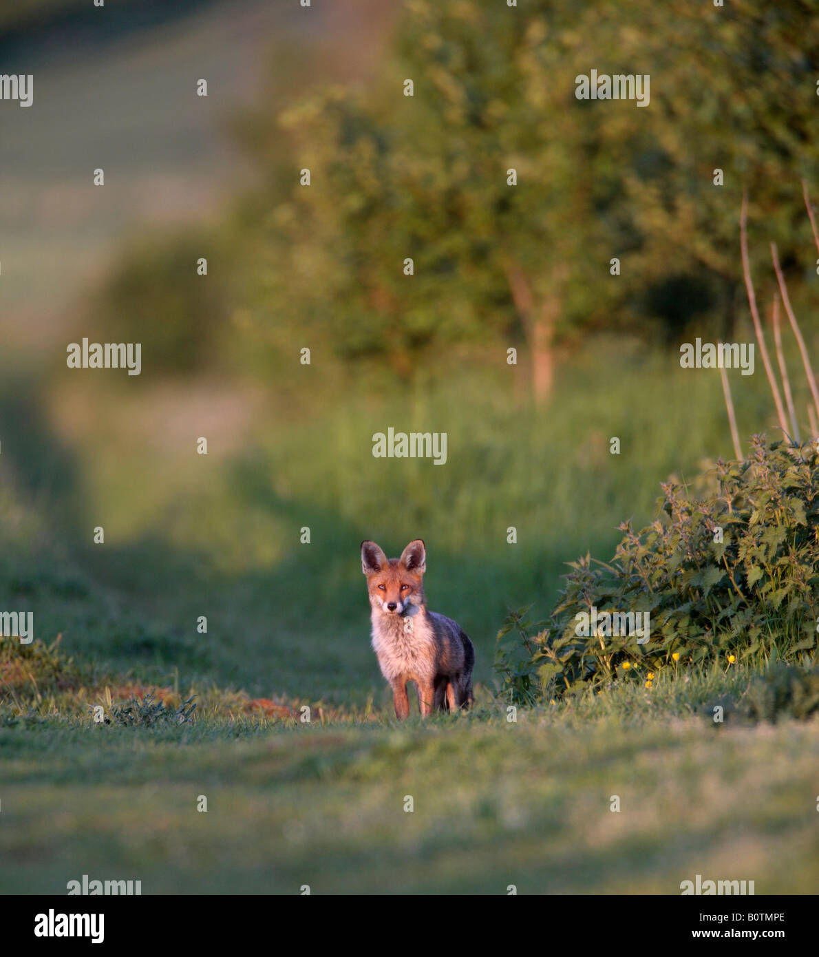 Le renard roux Vulpes vulpes en début de soirée à la lumière d'alerte permanent - Bedfordshire Banque D'Images