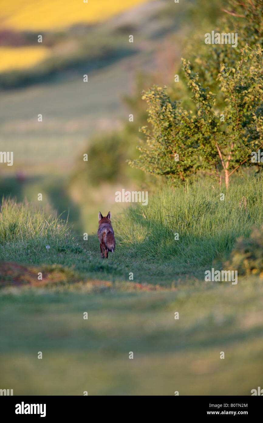 Le Renard roux Vulpes vulpes marchant dans la voie de la ferme en début de soirée light - Bedfordshire Banque D'Images