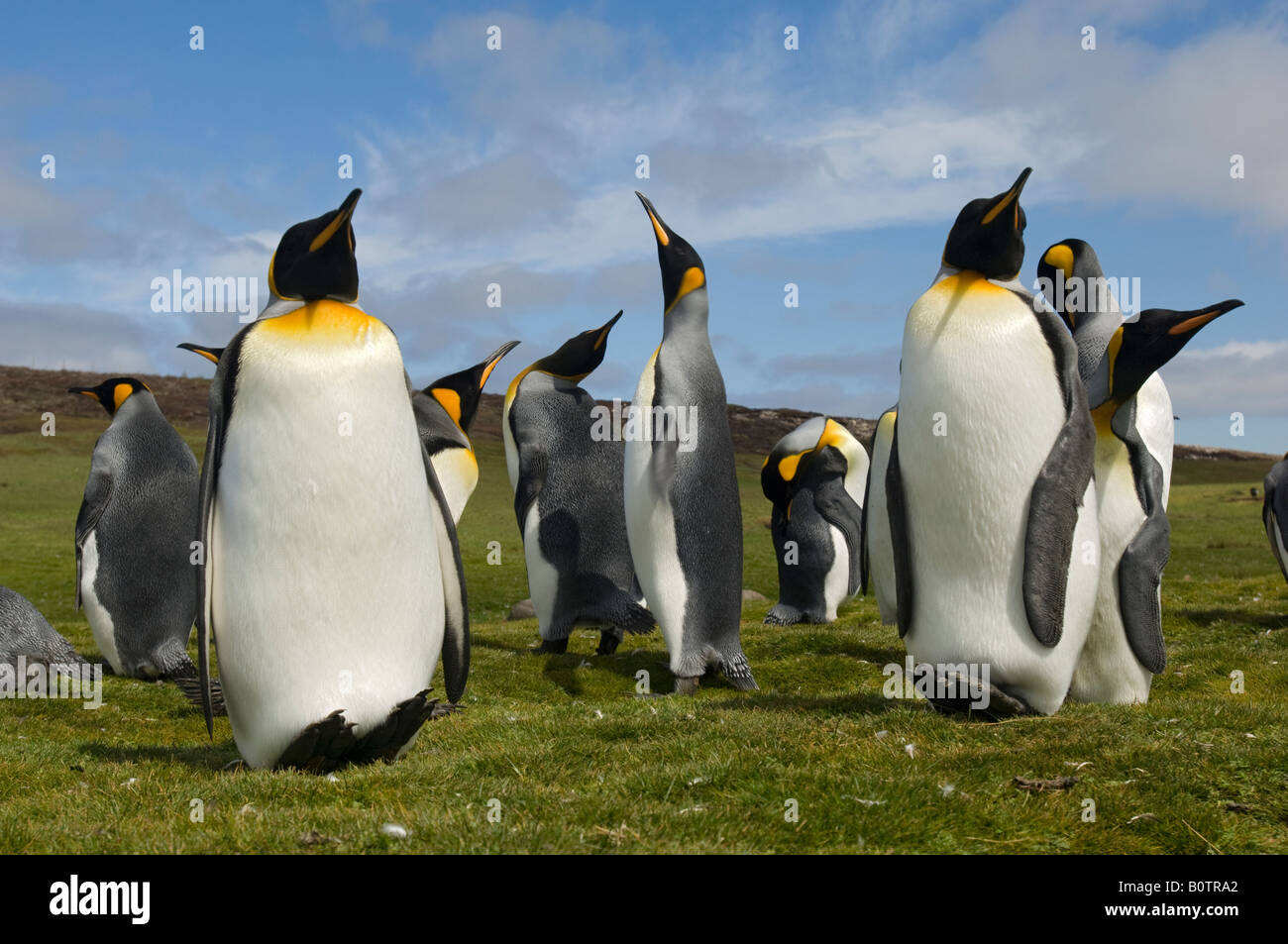 Large low angle shot de manchots royaux contre le ciel bleu. Point de bénévolat, îles Falkland. Banque D'Images