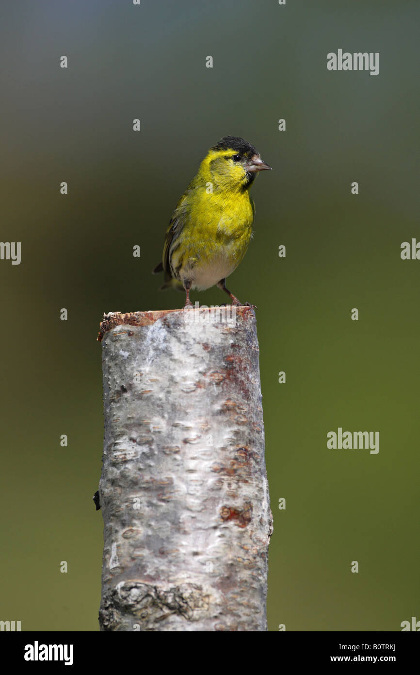 Siskin Carduelis spinus homme perché sur le haut d'un tronc d'arbre bouleau argenté Banque D'Images