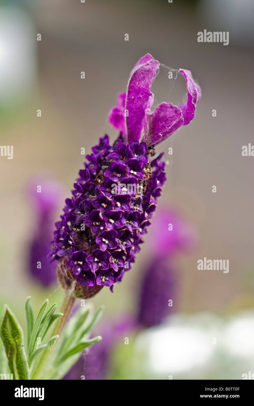 Close up of Devonshire Lavande fleur compacte en mai Banque D'Images