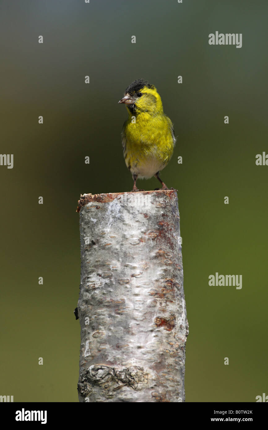 Siskin Carduelis spinus homme perché sur le haut d'un tronc d'arbre bouleau argenté Banque D'Images