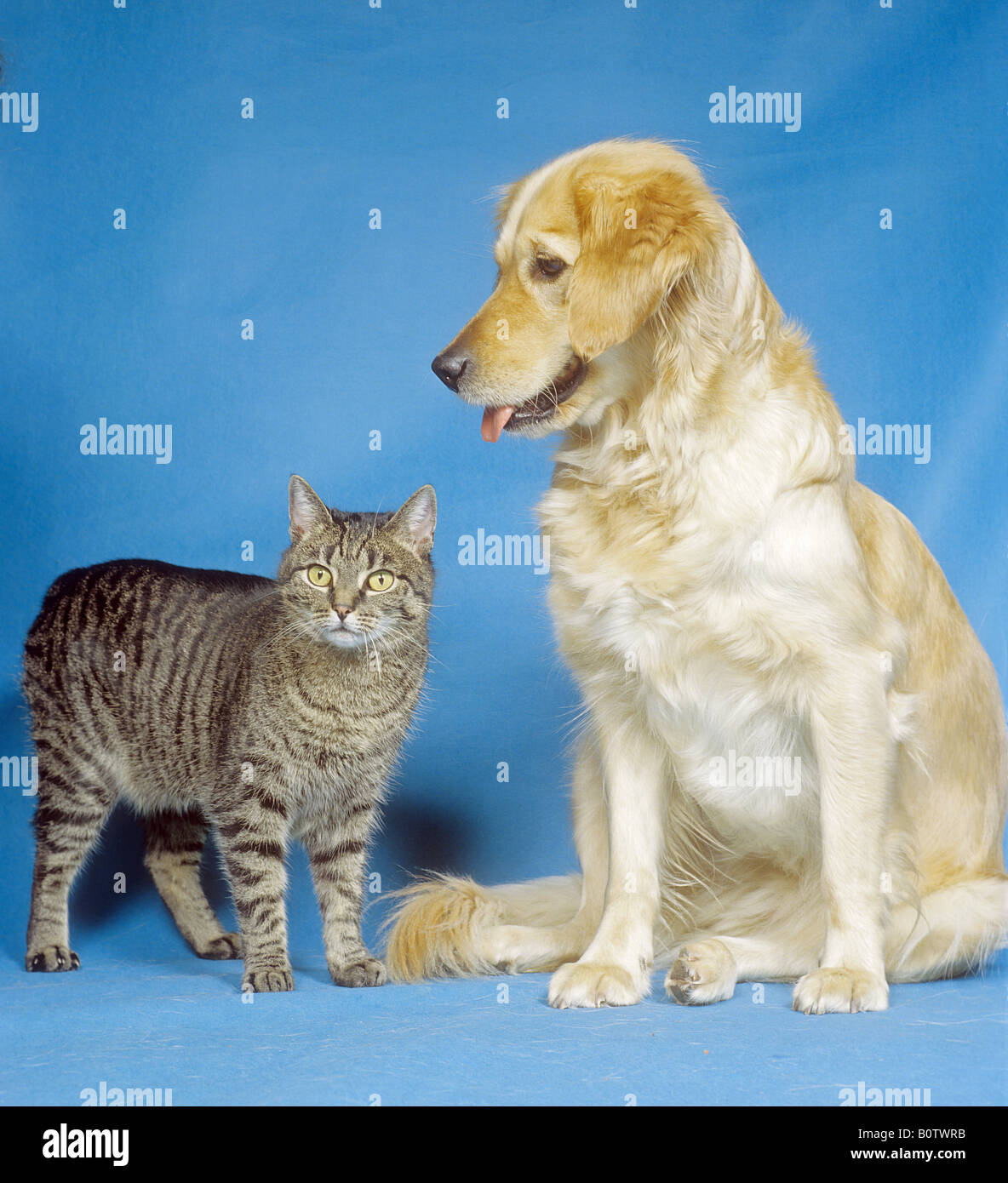 Amitié animale : golden retriever et chat domestique Banque D'Images