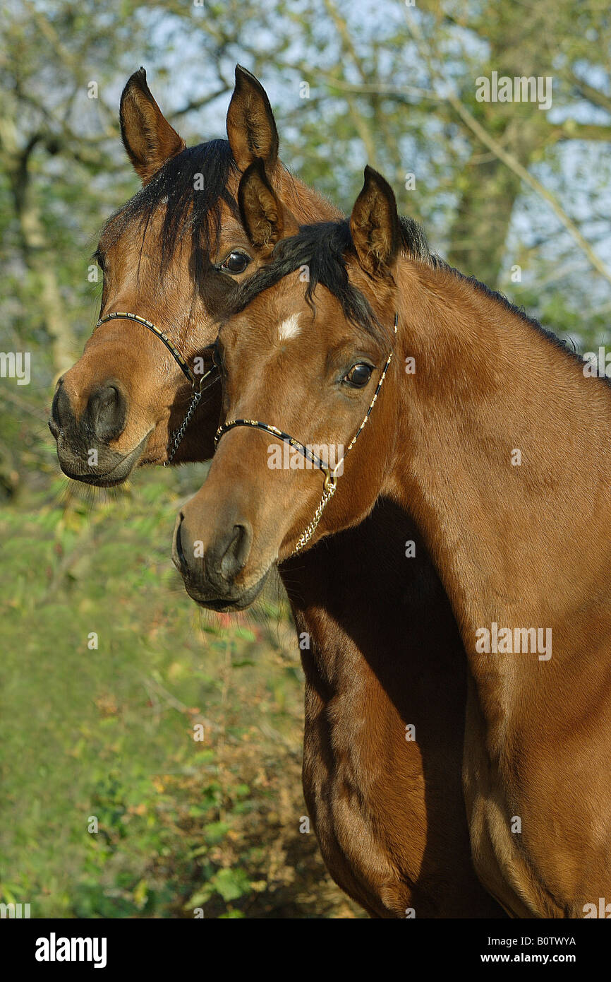 Deux chevaux arabes - portrait Banque D'Images