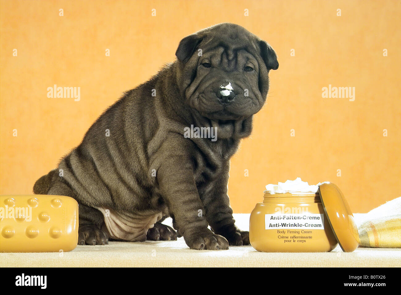 Shar Pei à côté de crème glacée Banque D'Images
