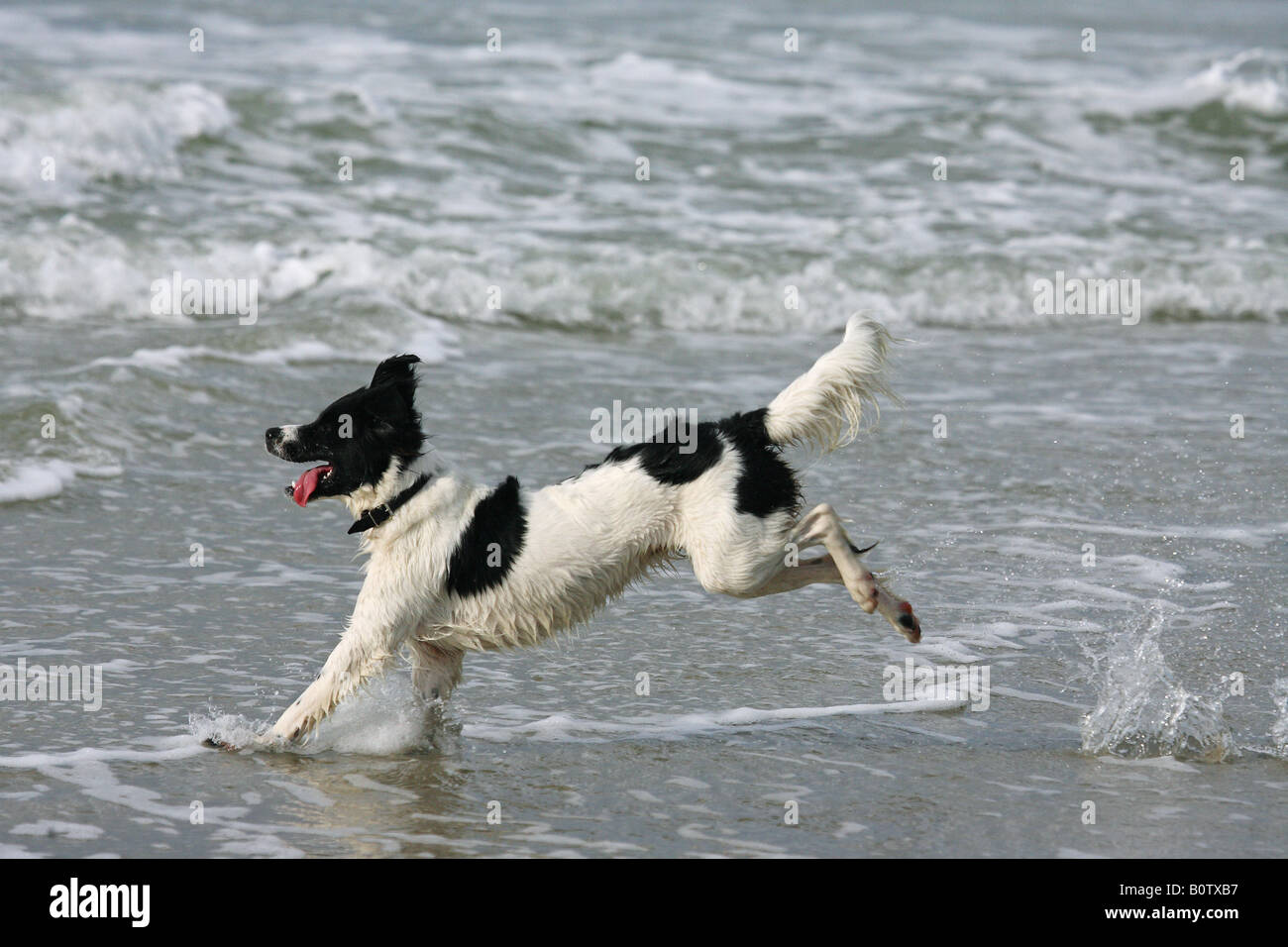 Half Breed dog - courir dans la mer Banque D'Images