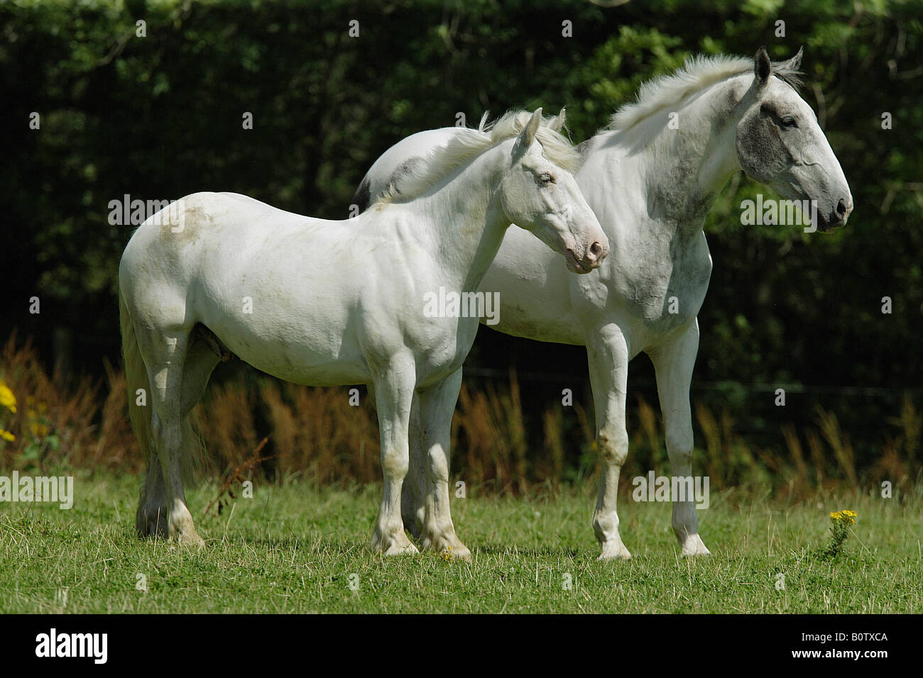 Irish Cob et irish hunter - Comité permanent Banque D'Images