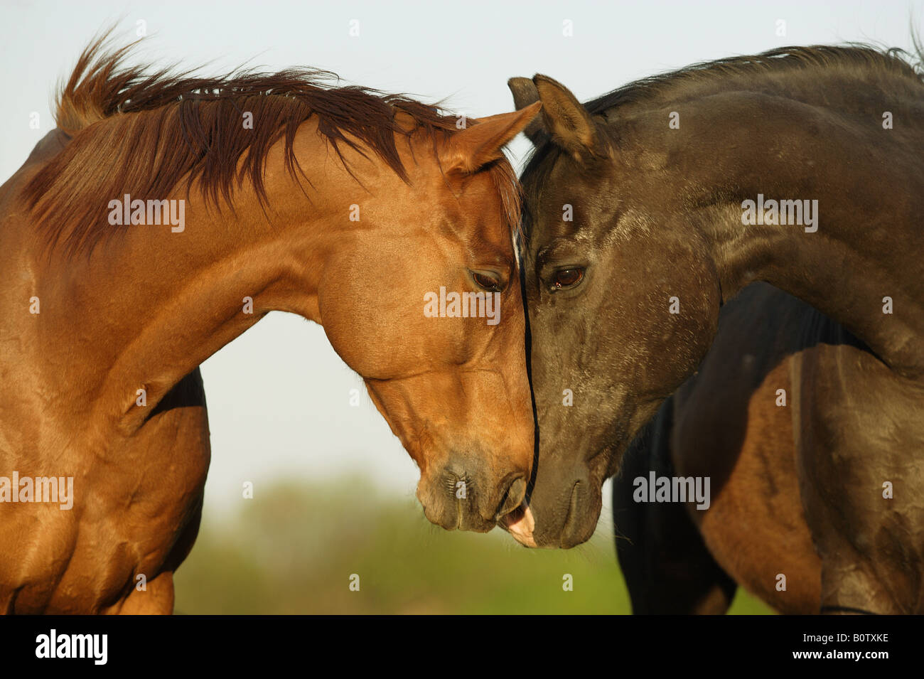 Deux chevaux - portrait Banque D'Images