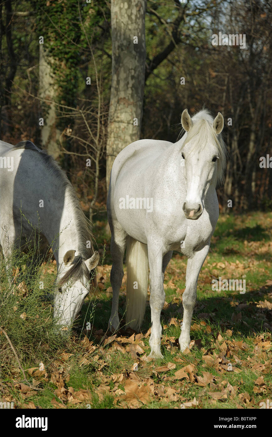 Deux chevaux - standing in forest Banque D'Images