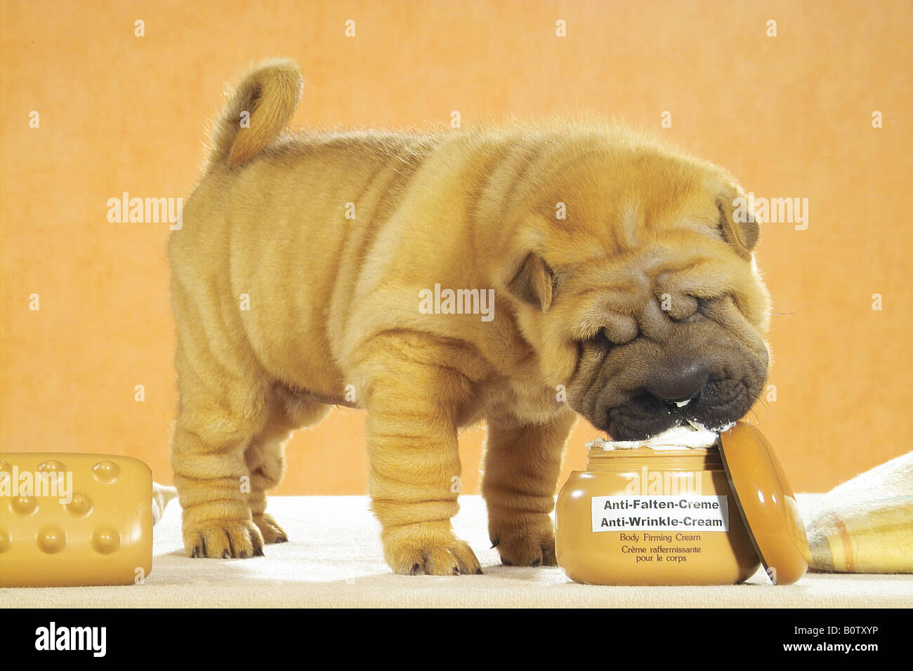 Shar Pei à côté de crème glacée Banque D'Images