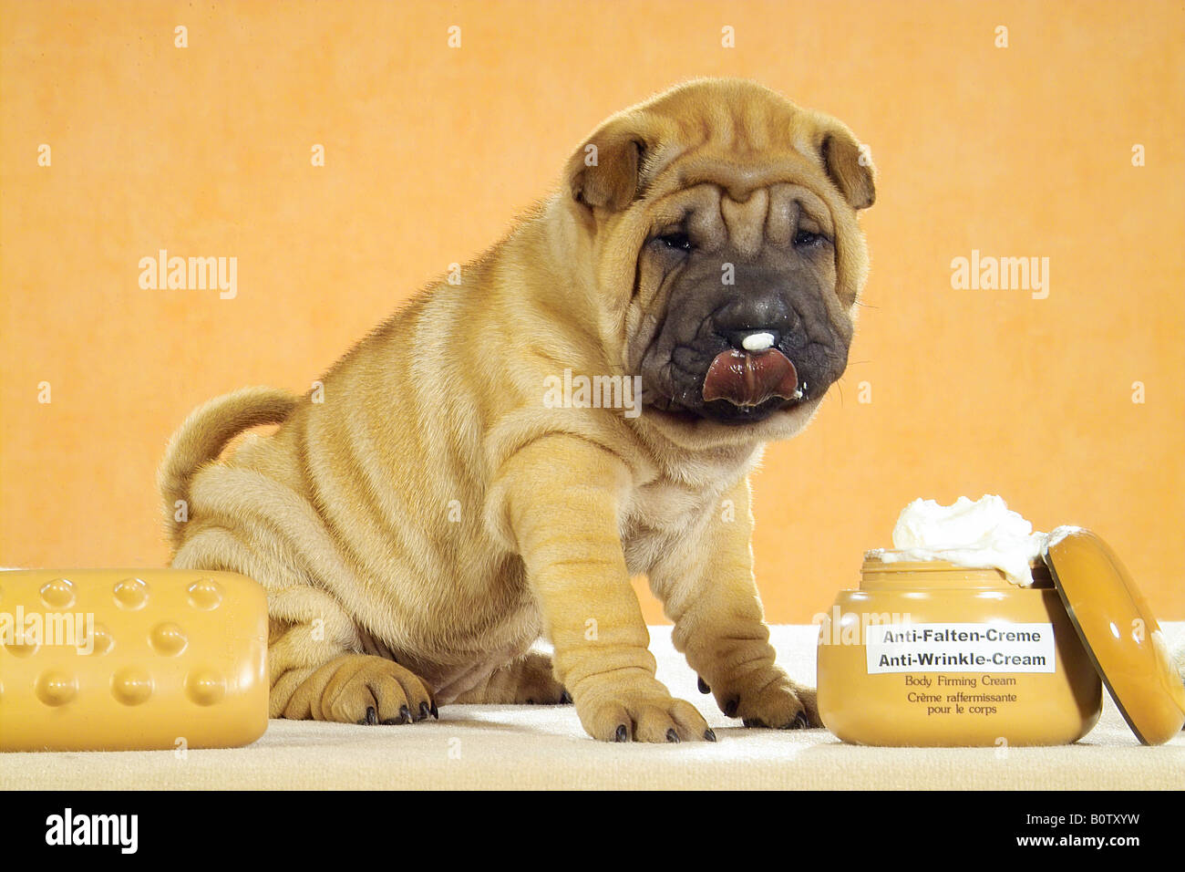 Shar Pei à côté de crème glacée Banque D'Images
